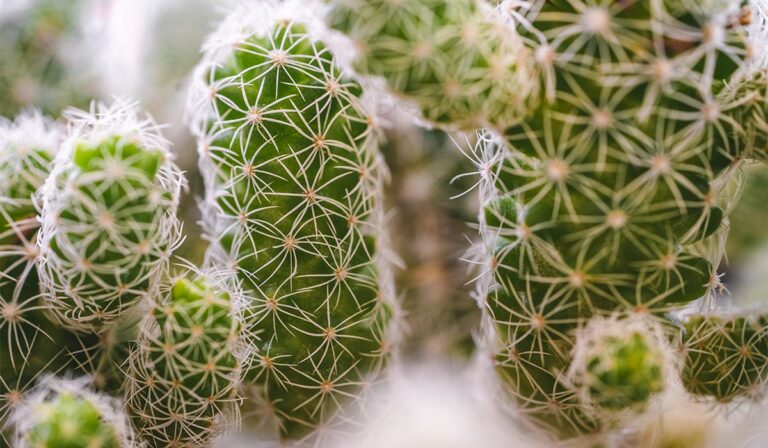 Read more about the article Maximize Your Gardening Services Business with OceanWP